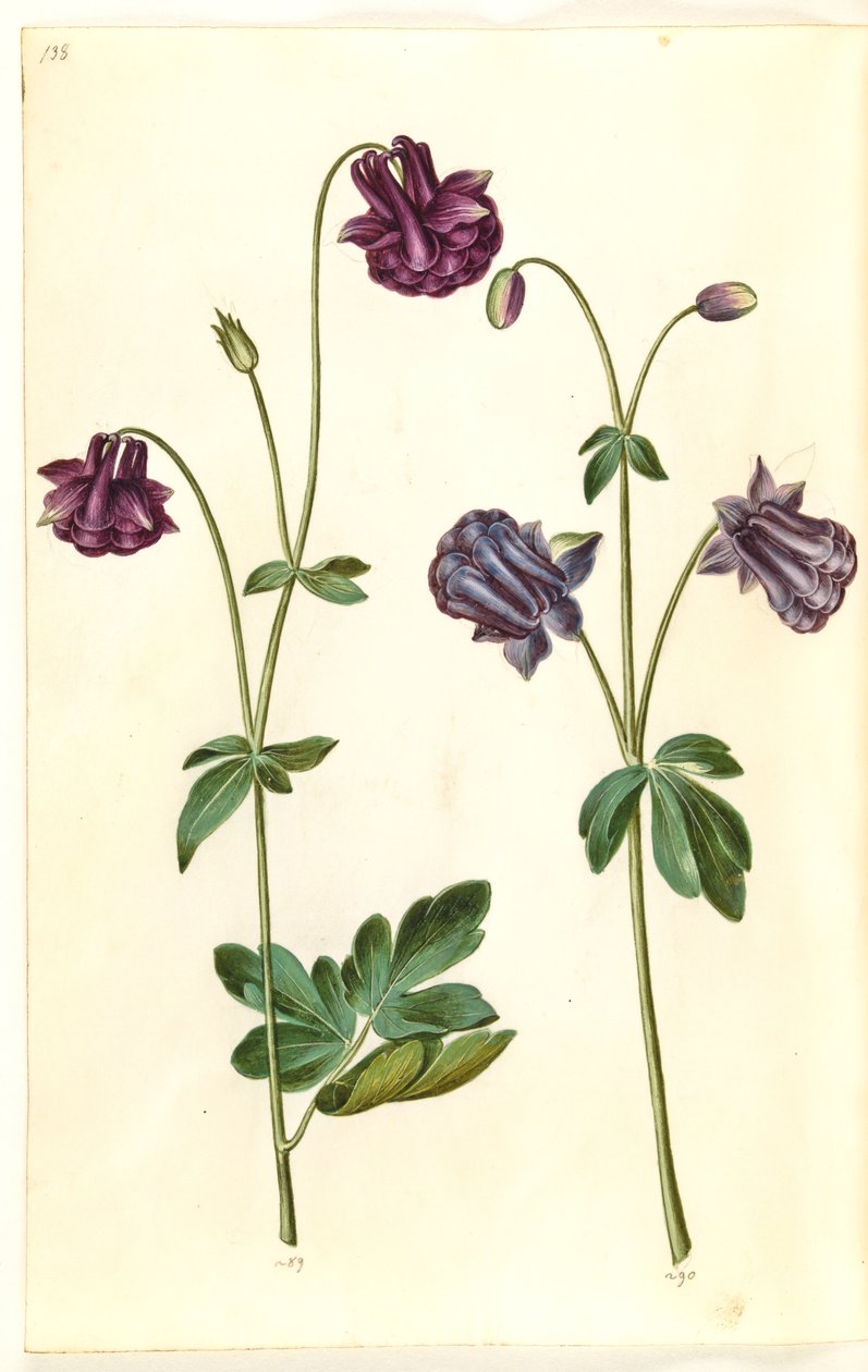 Aquilegia vulgaris (vanlig akleja) av Hans Simon Holtzbecker