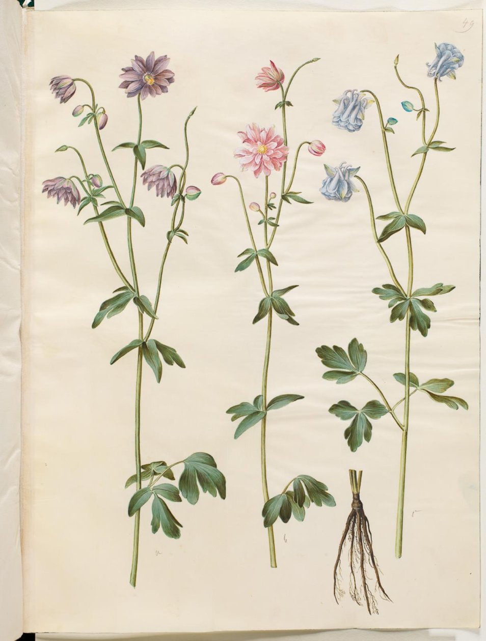 Aquilegia vulgaris (vanlig akleja) av Hans Simon Holtzbecker