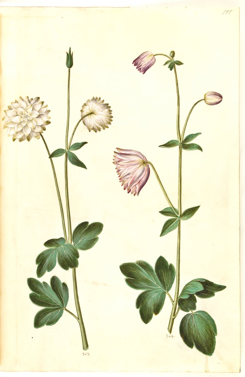 Aquilegia vulgaris (vanlig akleja) av Hans Simon Holtzbecker