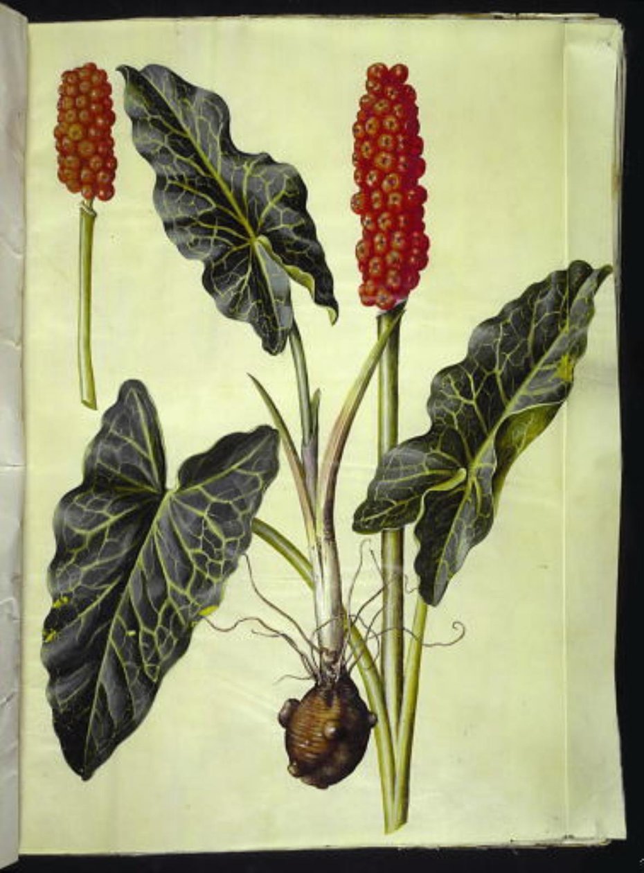 Italiensk arum (italiensk arum) av Hans Simon Holtzbecker