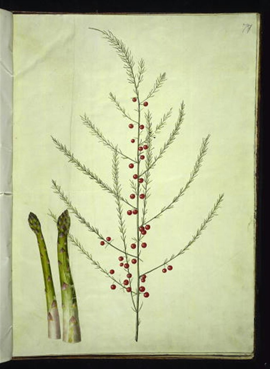 Sparris officinalis (vanlig sparris) av Hans Simon Holtzbecker