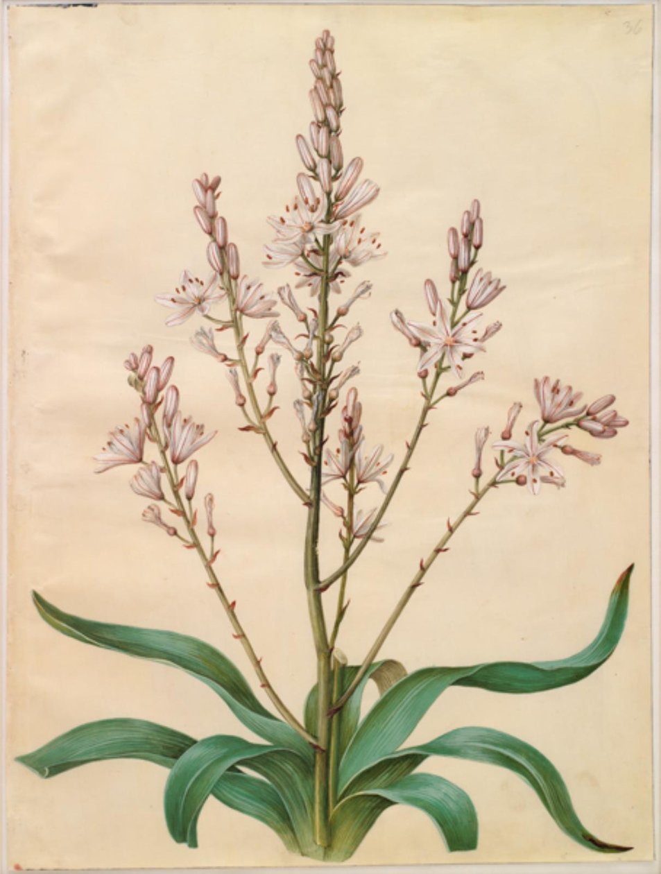 Asphodel ramosus (grön påsklilja) av Hans Simon Holtzbecker
