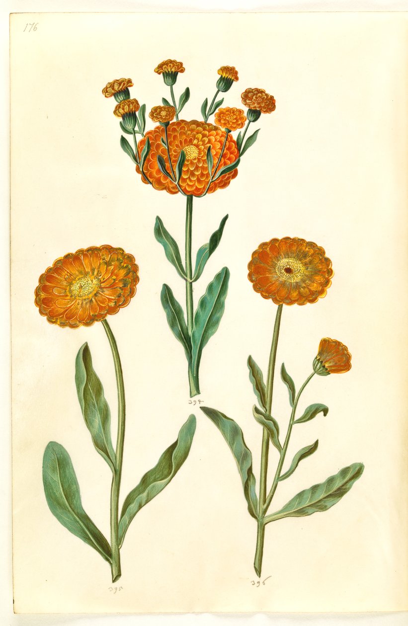 Calendula officinalis (trädgårdsringblomma) av Hans Simon Holtzbecker