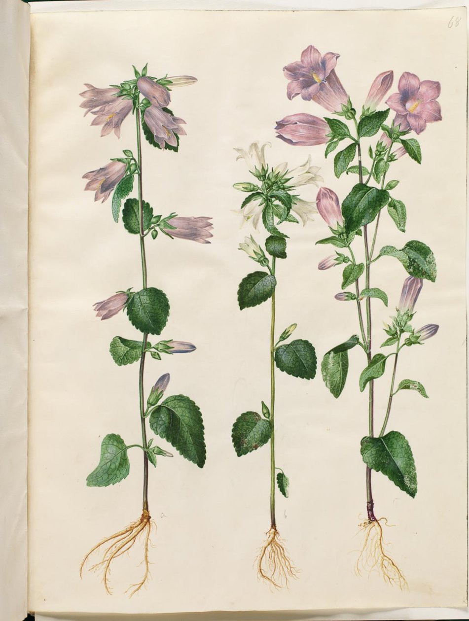 Campanula trachelium (nässelklocka); Campanula medium (marie