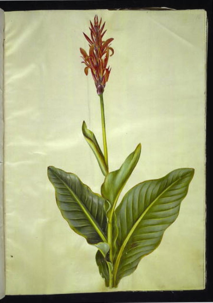 Canna indica (ätbar canna) av Hans Simon Holtzbecker