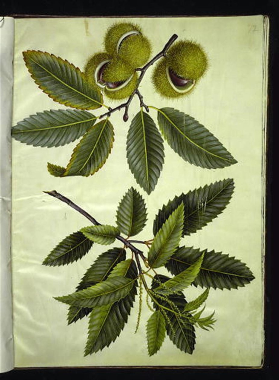Castanea sativa (äkta kastanj) av Hans Simon Holtzbecker