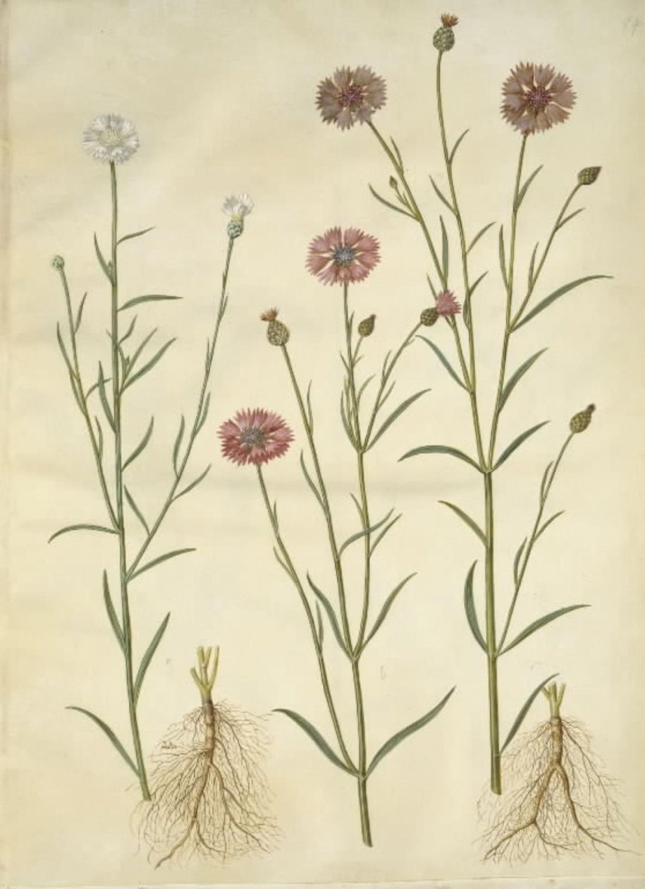 Centaurea cyanus (blåklint) av Hans Simon Holtzbecker