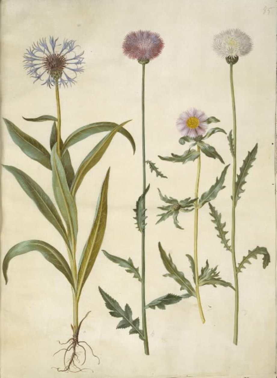 Centaurea montana (fjällknut); Amberboa moschata (doft sultan) av Hans Simon Holtzbecker