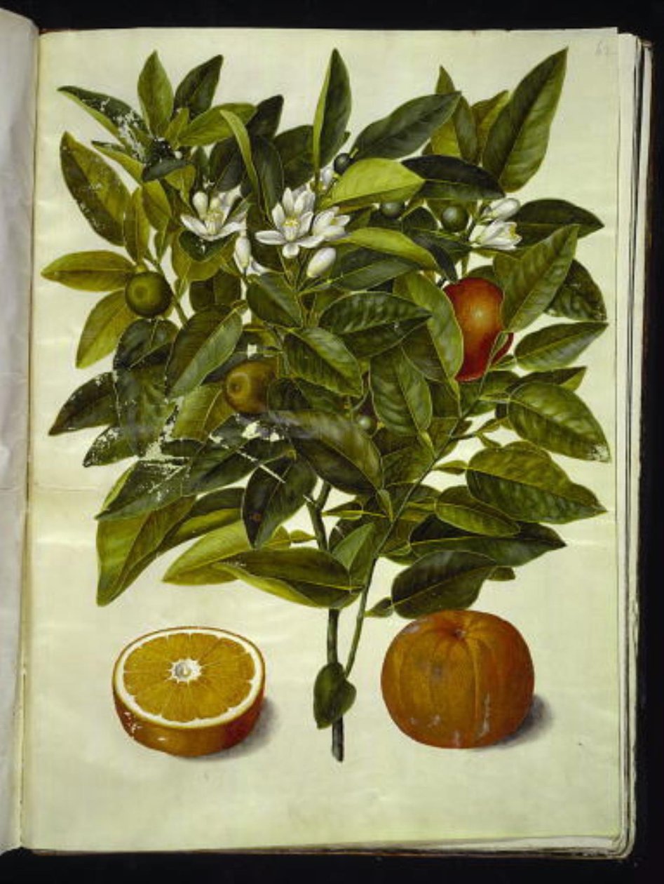 Citrus sinensis (orange) av Hans Simon Holtzbecker