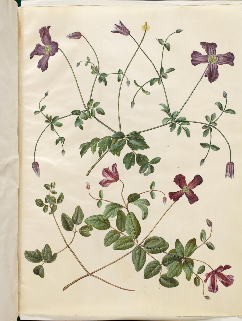 Clematis viticella (italiensk skovranke) av Hans Simon Holtzbecker