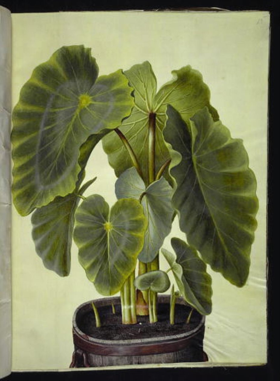 Colocasia esculenta (taro) av Hans Simon Holtzbecker