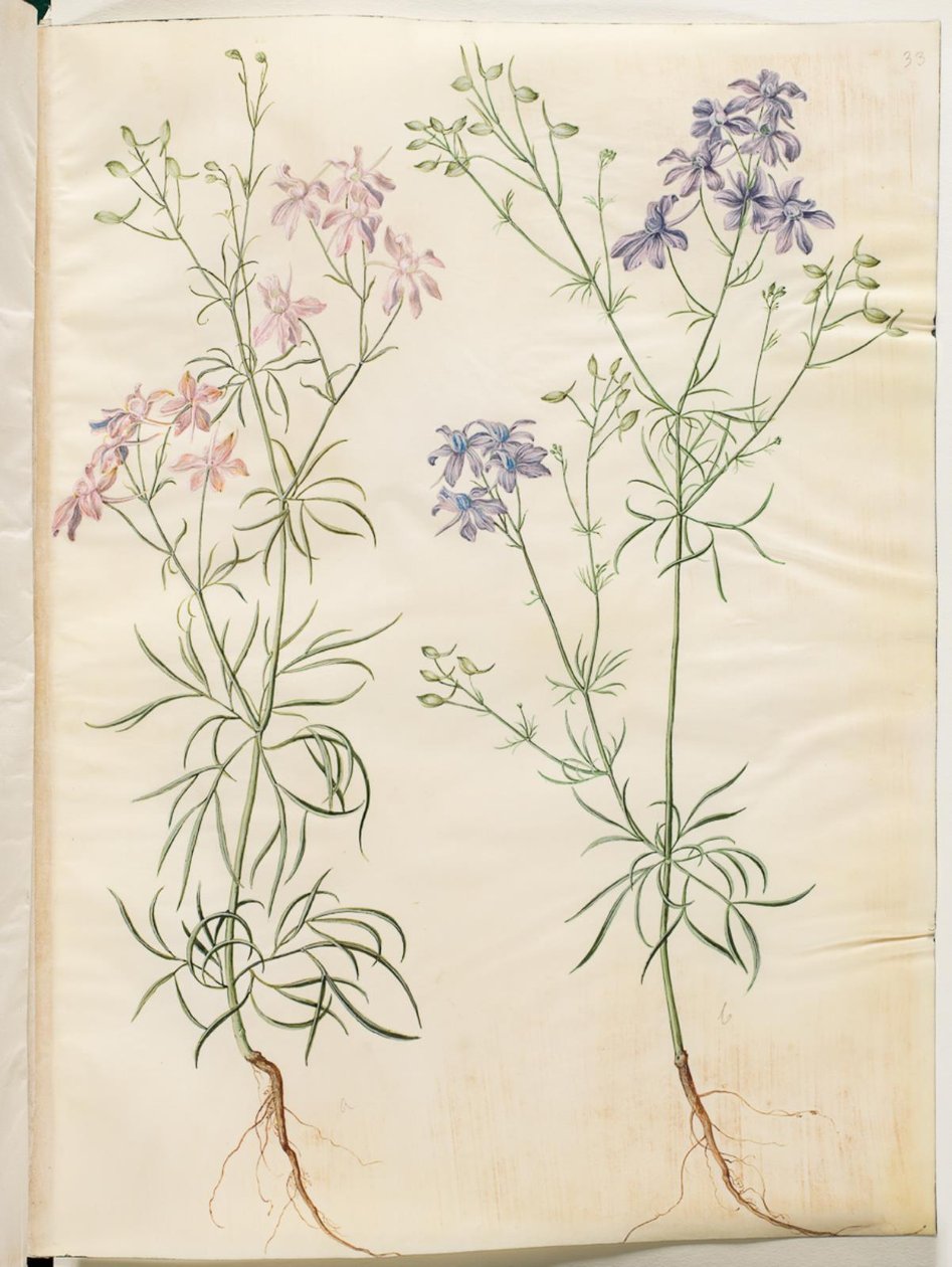 Consolida Regalis (Korn-Riedersfoor) av Hans Simon Holtzbecker