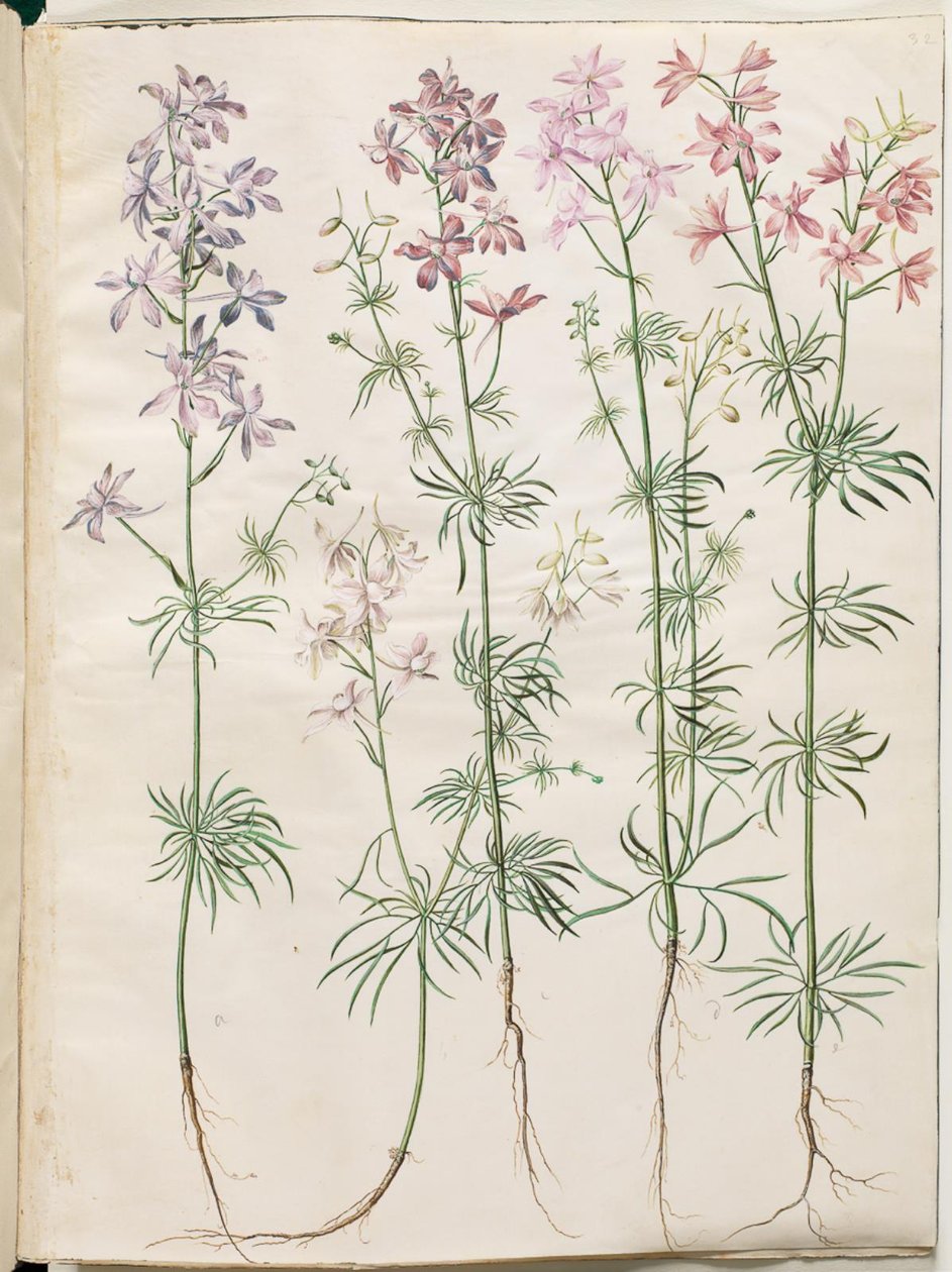 Consolida Regalis (Korn-Riedersfoor) av Hans Simon Holtzbecker