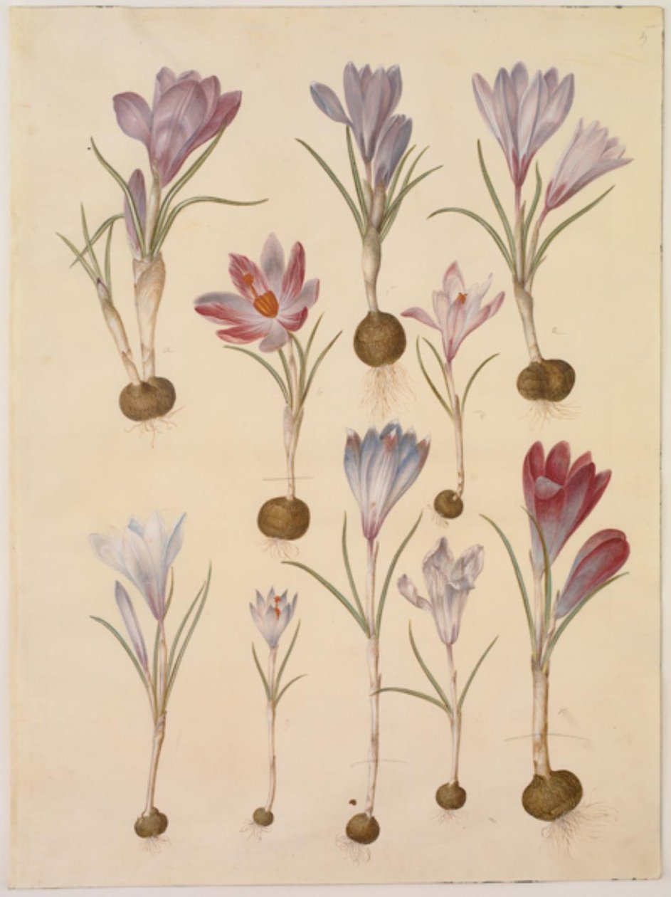 Crocus vernus (vårkrokus) av Hans Simon Holtzbecker