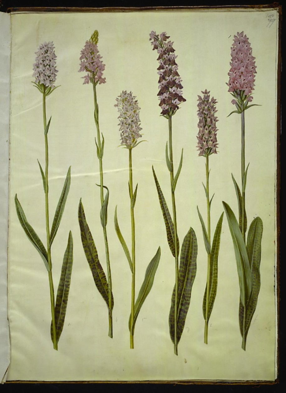 Dactylorhiza maculata (fläckig gökört) av Hans Simon Holtzbecker