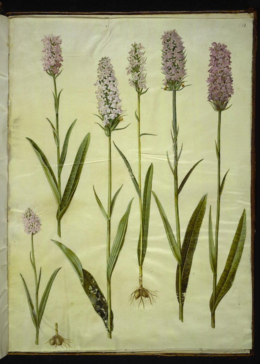 Dactylorhiza maculata (fläckig gökört) av Hans Simon Holtzbecker
