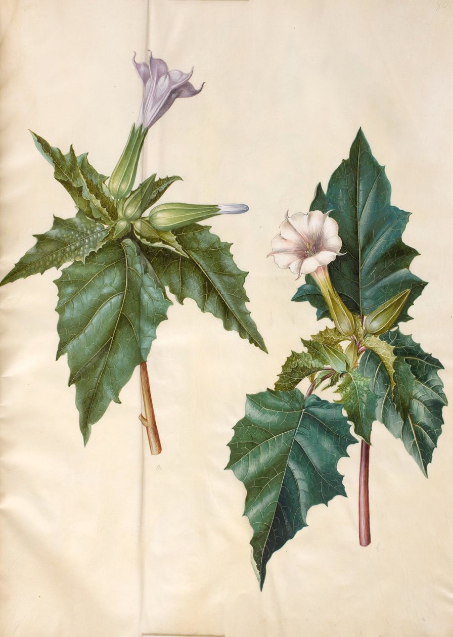 Datura stramonium (vanligt jungfruhårsäpple) av Hans Simon Holtzbecker