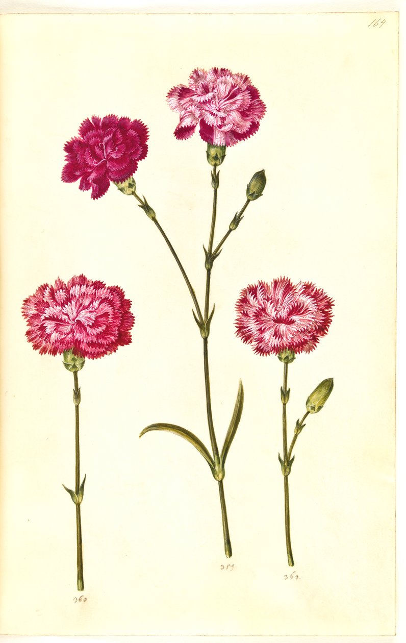 Dianthus caryophyllus (trädgårdsnejlika) av Hans Simon Holtzbecker