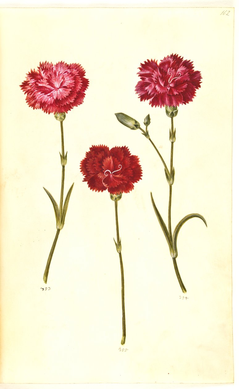 Dianthus caryophyllus (trädgårdsnejlika) av Hans Simon Holtzbecker
