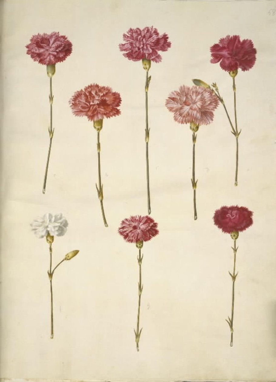 Dianthus caryophyllus (trädgårdsnejlika) av Hans Simon Holtzbecker