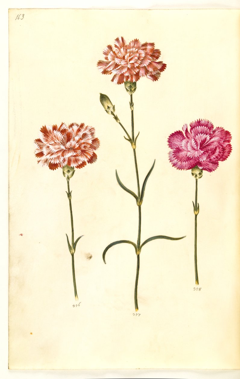 Dianthus caryophyllus (trädgårdsnejlika) av Hans Simon Holtzbecker