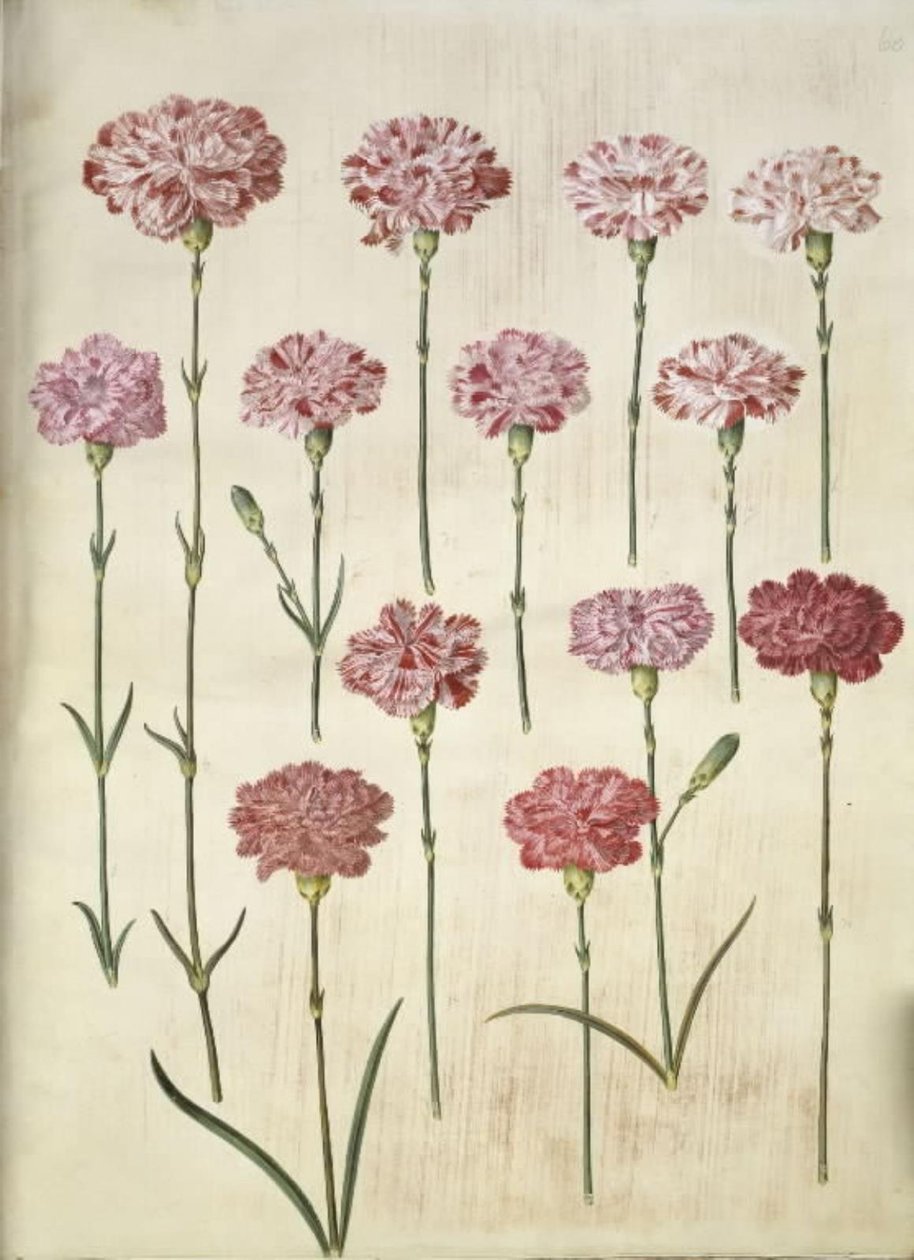 Dianthus caryophyllus (trädgårdsnejlika) av Hans Simon Holtzbecker