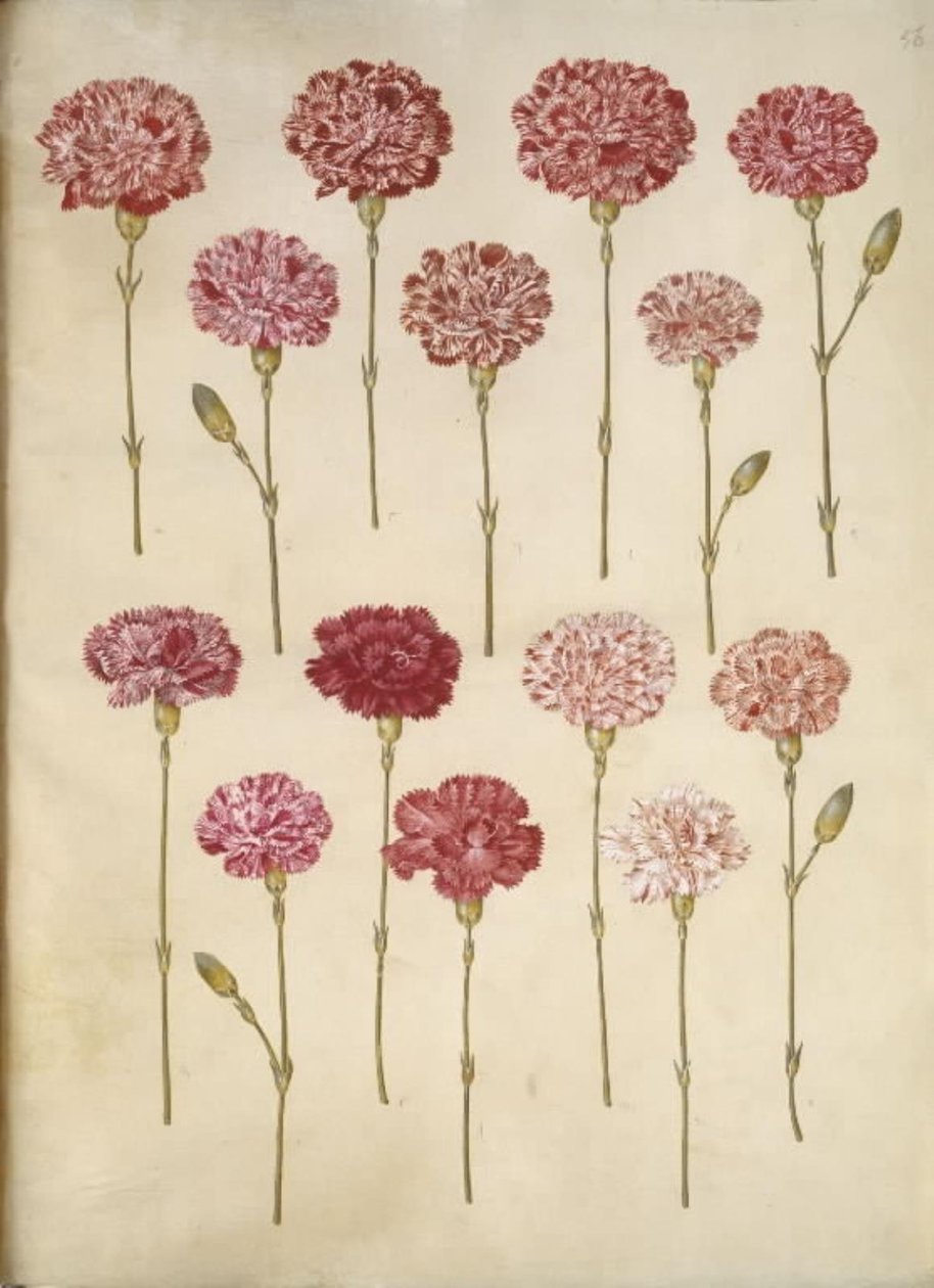 Dianthus caryophyllus (trädgårdsnejlika) av Hans Simon Holtzbecker