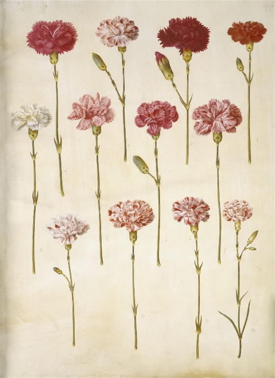Dianthus caryophyllus (trädgårdsnejlika) av Hans Simon Holtzbecker