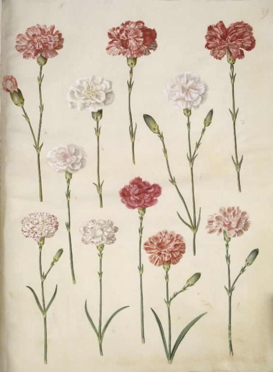 Dianthus caryophyllus (trädgårdsnejlika) av Hans Simon Holtzbecker