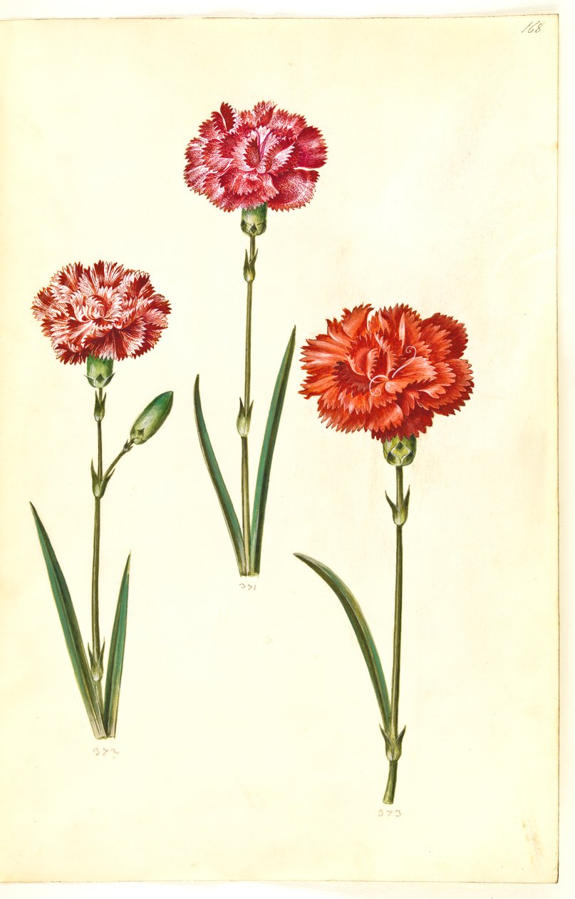 Dianthus caryophyllus (trädgårdsnejlika) av Hans Simon Holtzbecker