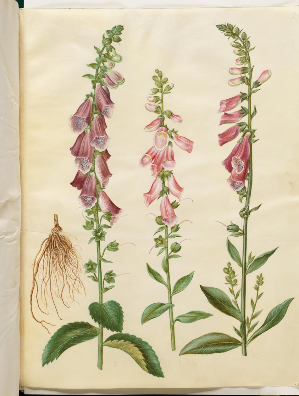 Digitalis purpurea (vanlig digitalis) av Hans Simon Holtzbecker