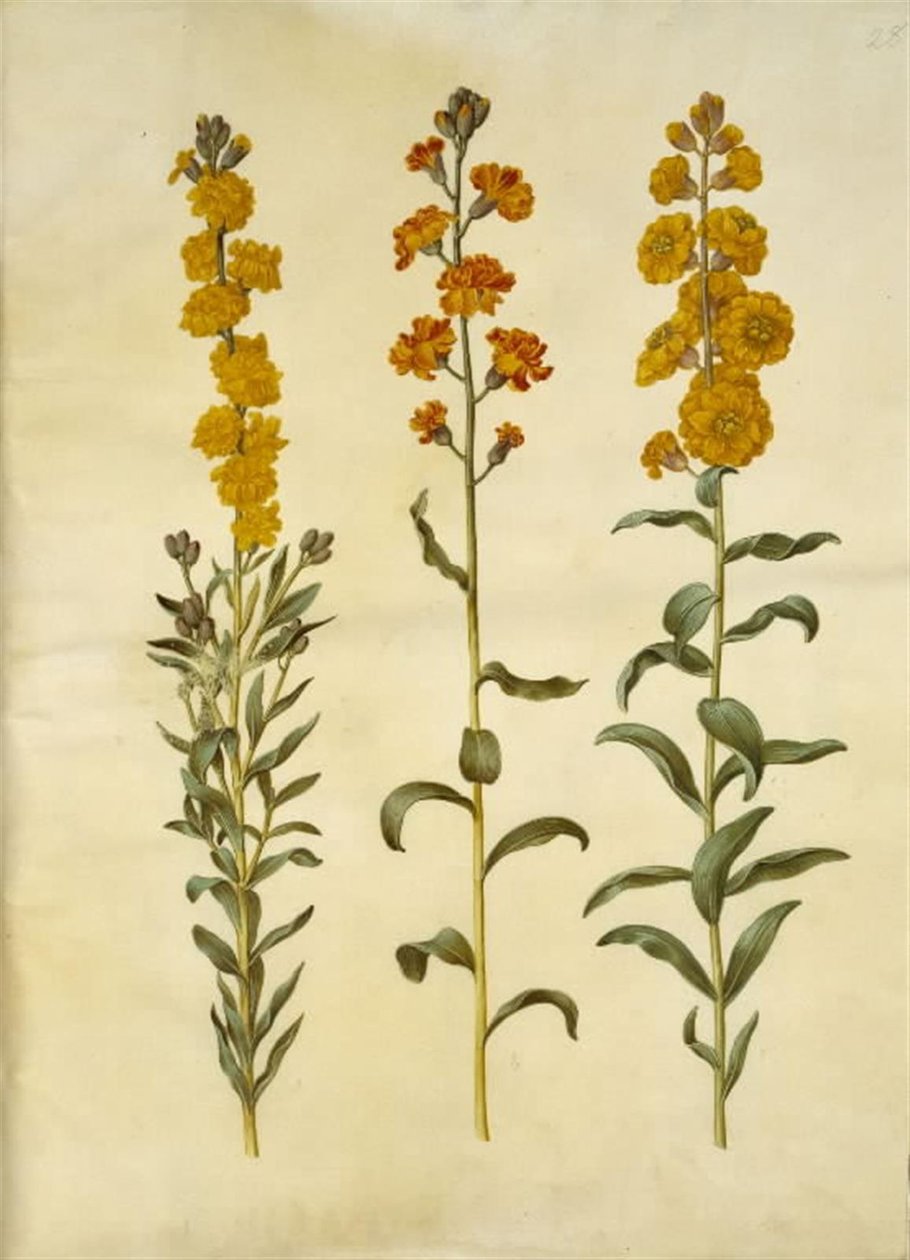 Erysimom hand (gildenlac) av Hans Simon Holtzbecker