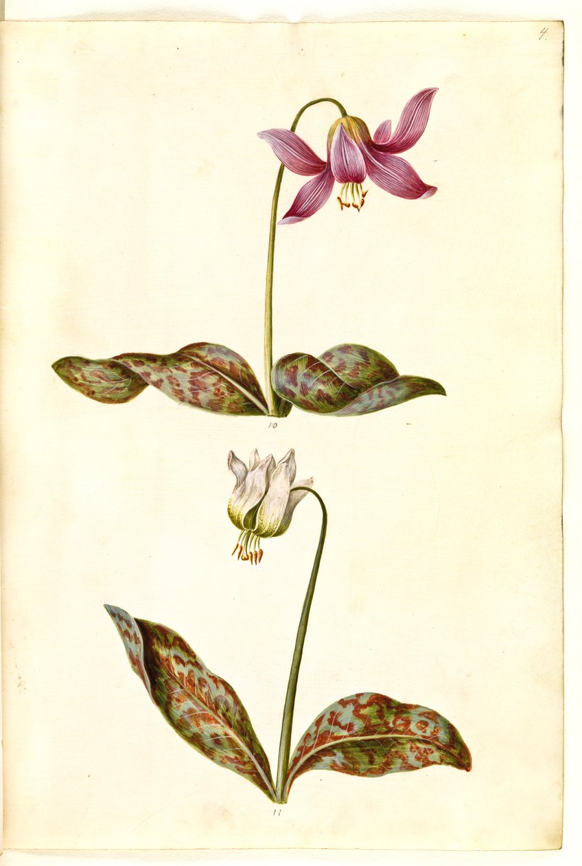 Erythronium dens-canis (äkta hundtand) av Hans Simon Holtzbecker