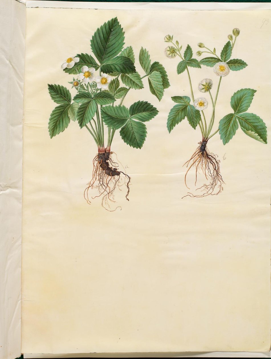 Fragaria vesca (skogsjordgubbe) av Hans Simon Holtzbecker