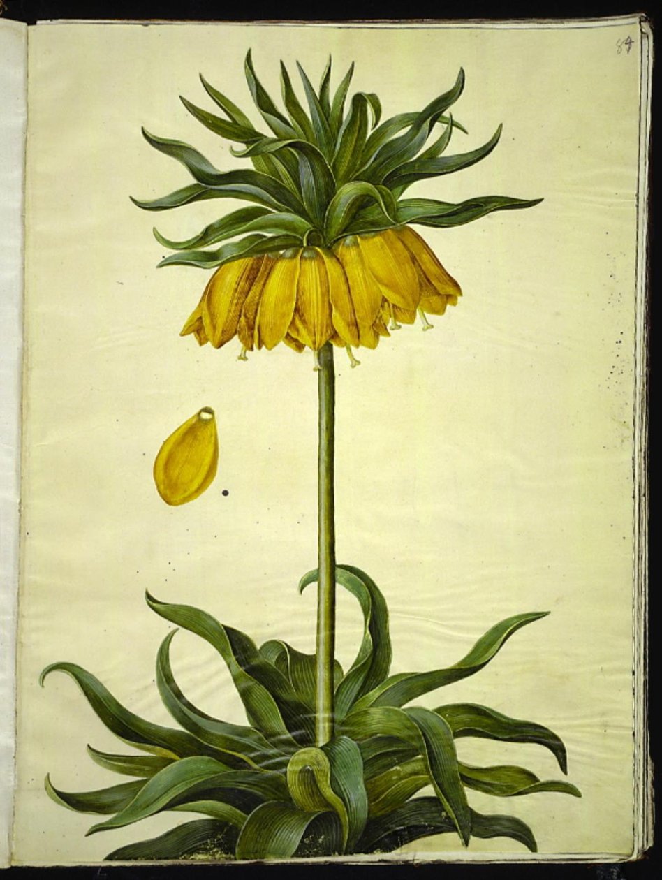 Fritillaria imperialis (kronkejsare) av Hans Simon Holtzbecker