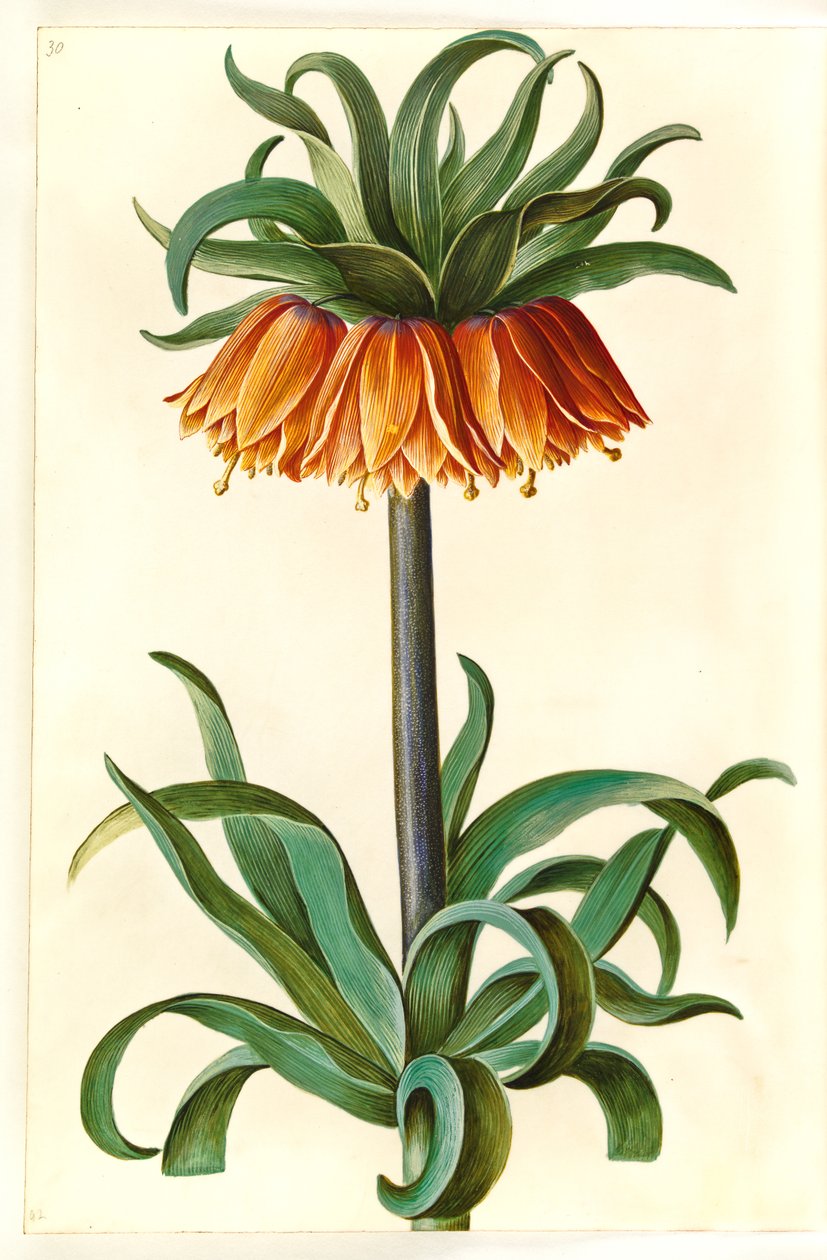 Fritillaria imperialis (kronkejsare) av Hans Simon Holtzbecker
