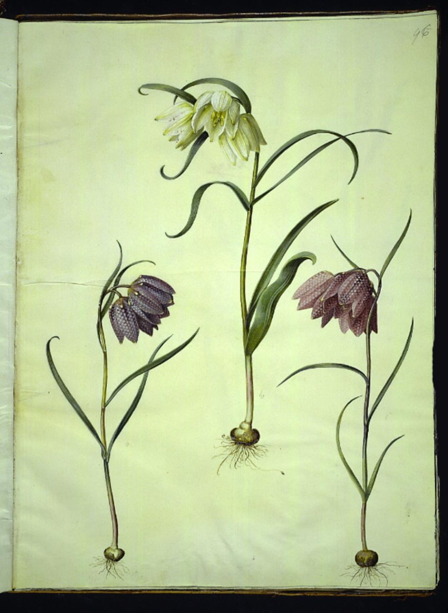 Fritillaria meleagris (vanligt huggormägg) av Hans Simon Holtzbecker