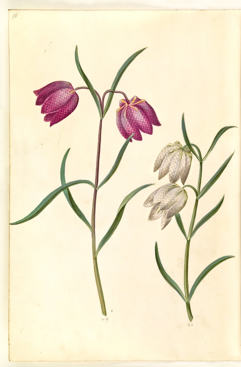 Fritillaria meleagris (vanligt huggormägg) av Hans Simon Holtzbecker
