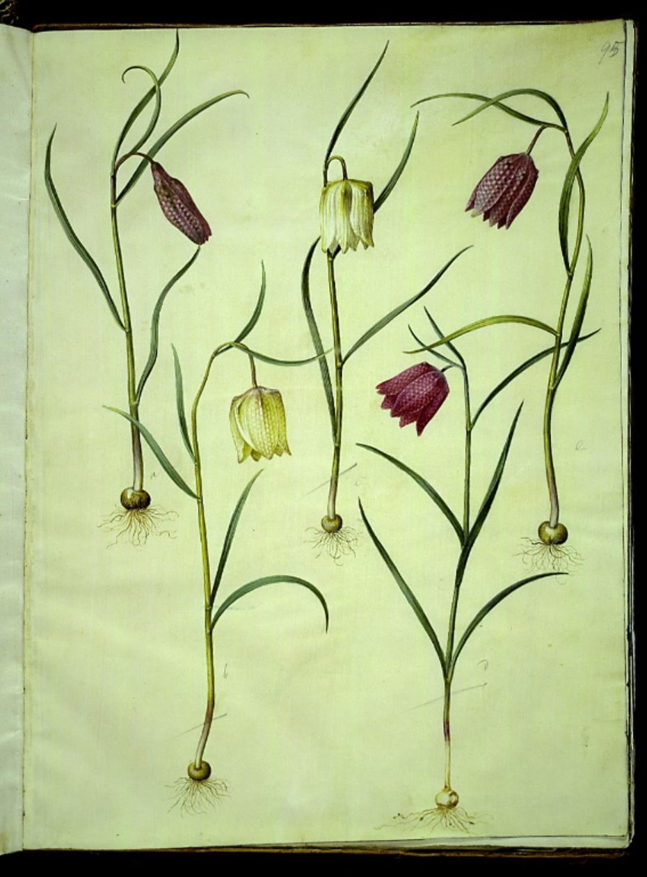 Fritillaria meleagris (vanligt huggormägg) av Hans Simon Holtzbecker