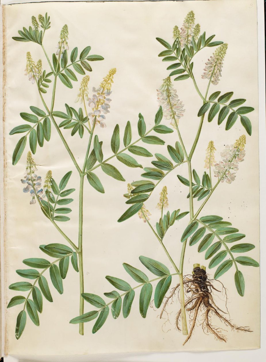 Galega officinalis (läkarens pod) av Hans Simon Holtzbecker