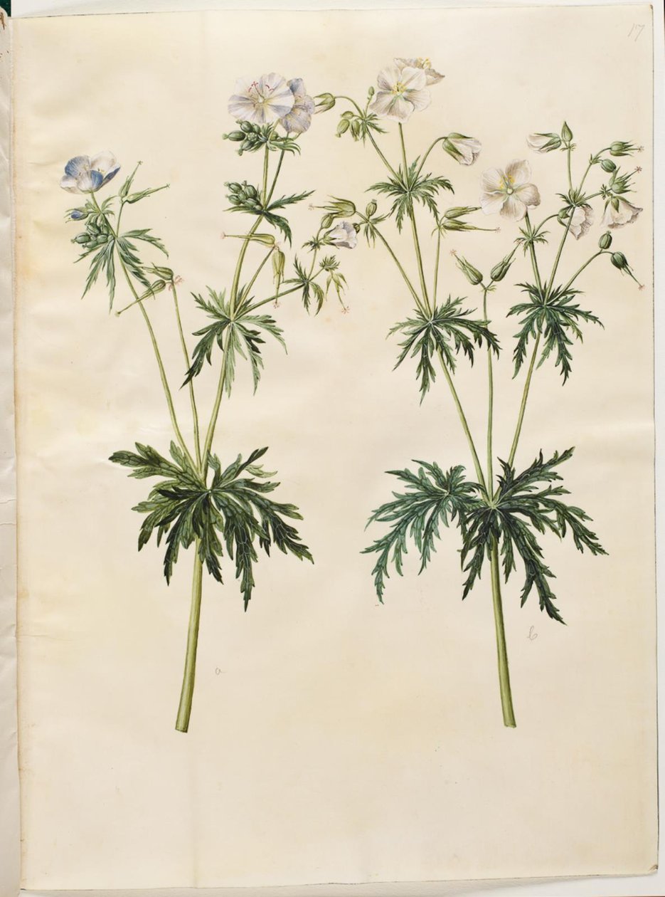 Geranium pratense (ängsstorknäbb) av Hans Simon Holtzbecker