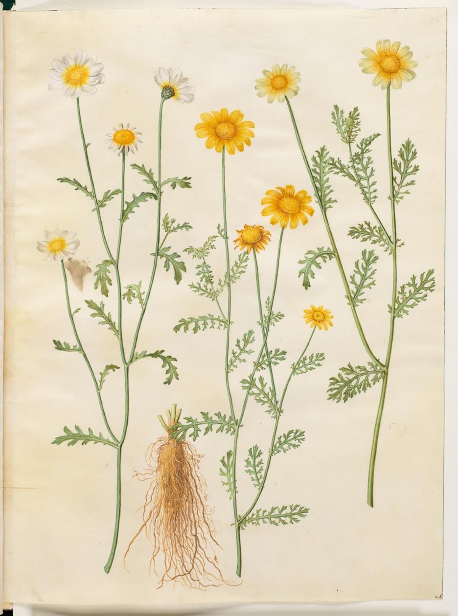 Glebionis coronaria (crown oxeye) av Hans Simon Holtzbecker