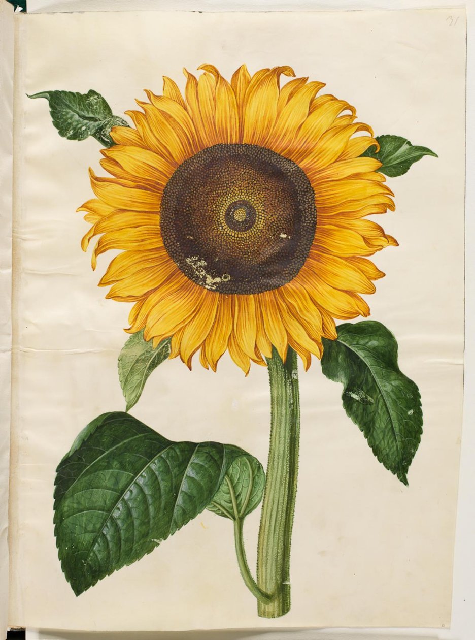 Helianthus annuus (vanlig solros) av Hans Simon Holtzbecker