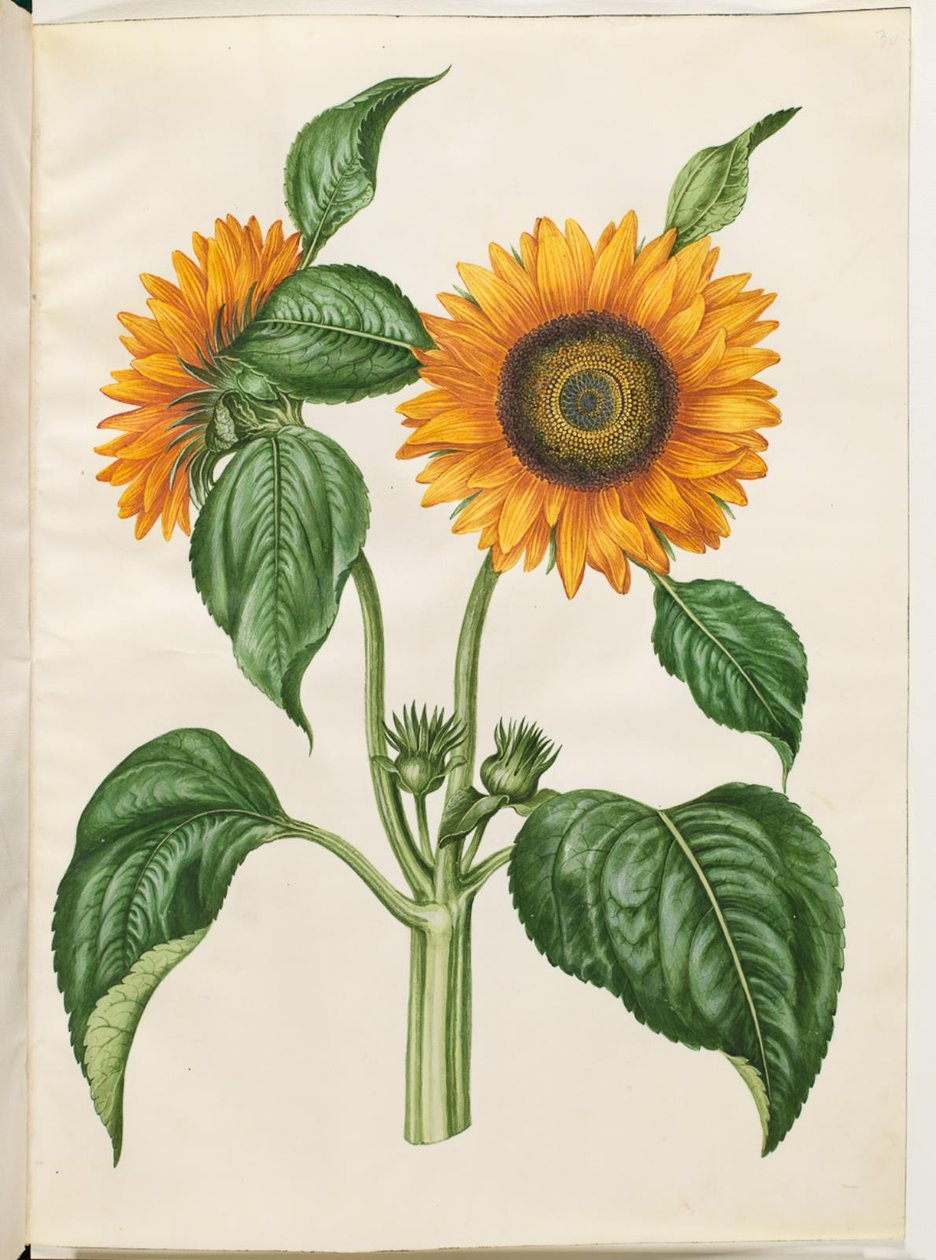 Helianthus annuus (vanlig solros) av Hans Simon Holtzbecker