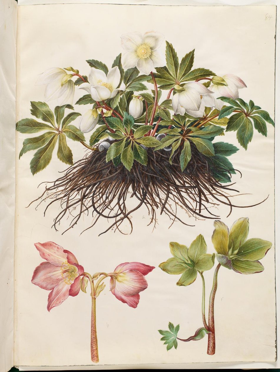 Helleborus niger (vanlig julros) av Hans Simon Holtzbecker