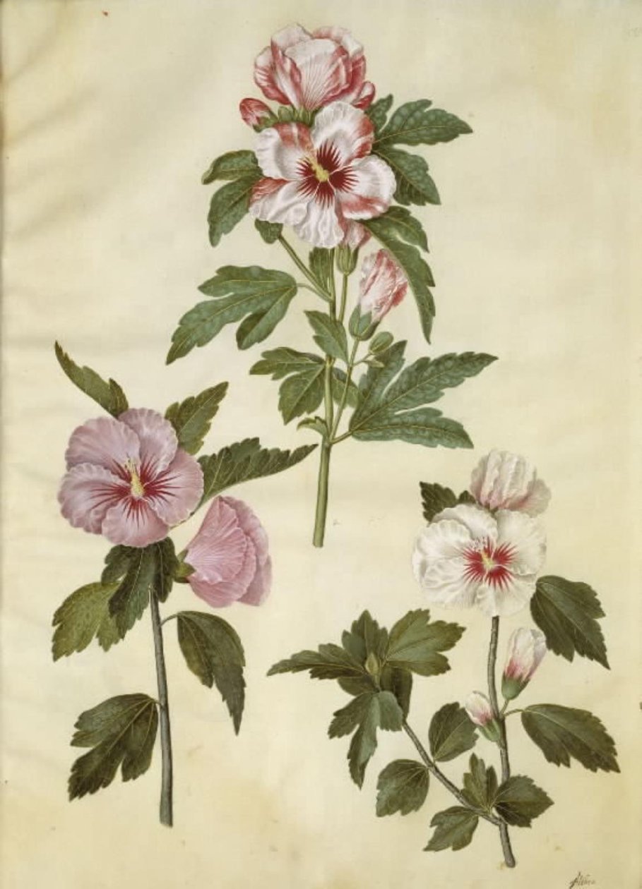 Hibiscus syriacus (syrisk ros) av Hans Simon Holtzbecker