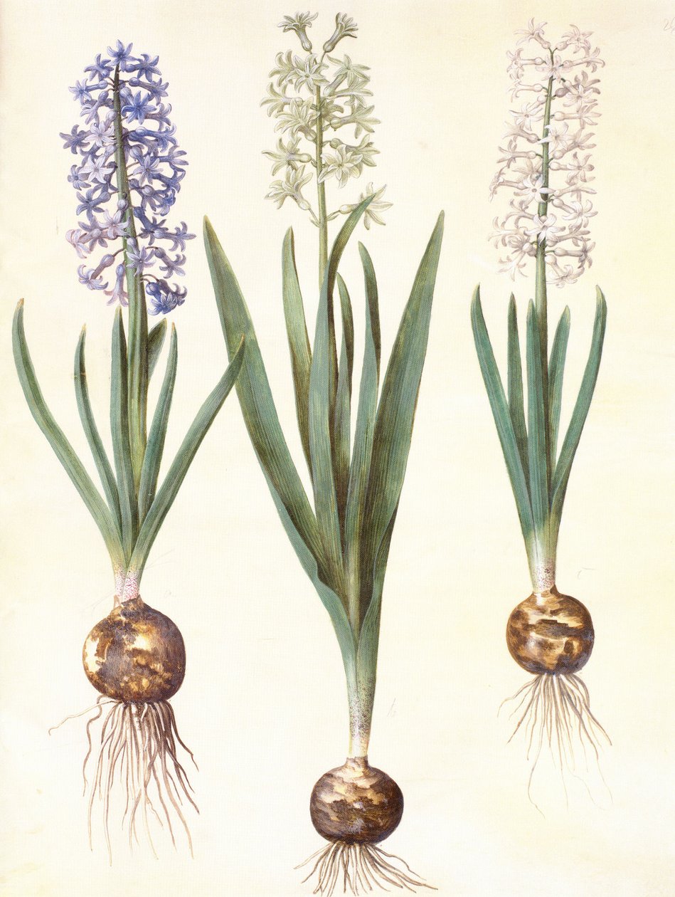 Hyacinthoides orientalis simp et pl av Hans Simon Holtzbecker