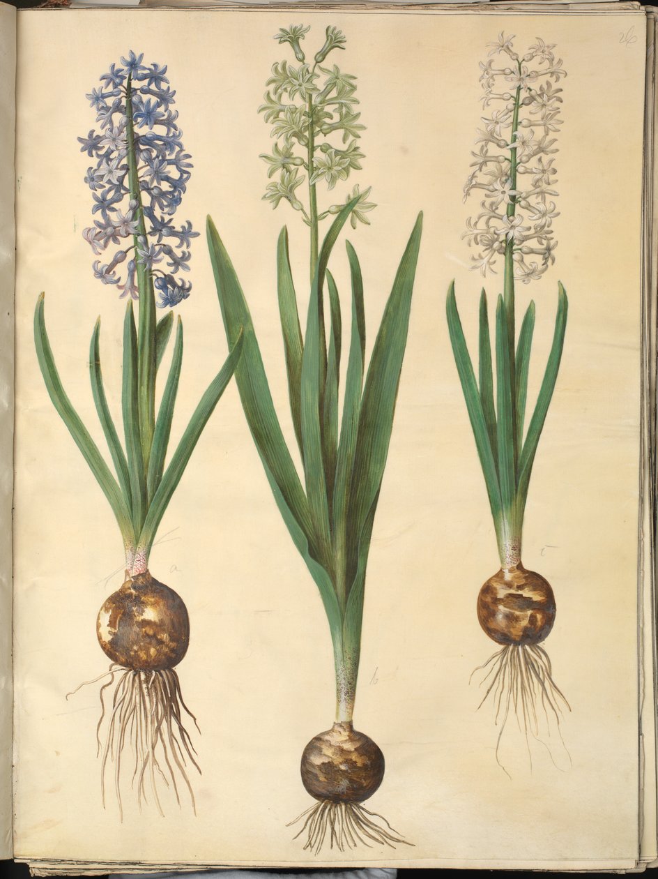 Orientalisk hyacint (Almindelig hyacint) av Hans Simon Holtzbecker