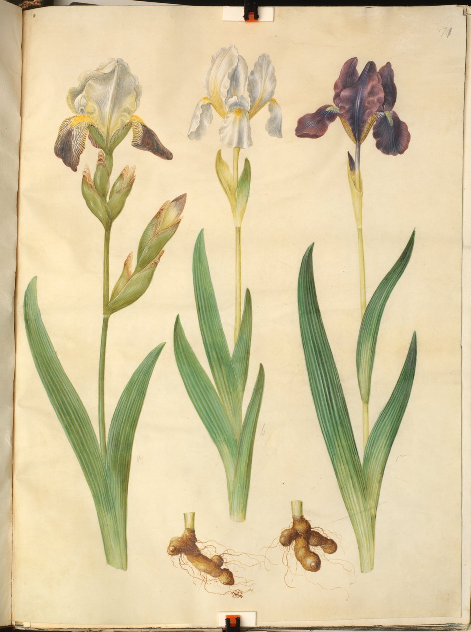 Iris × squalens (iris-hybrid); Iris (iris) av Hans Simon Holtzbecker