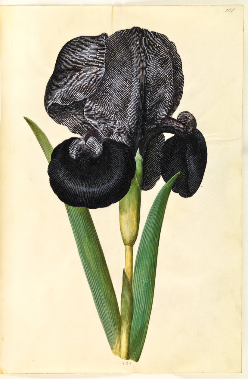 Iris susiana (sörjande iris) av Hans Simon Holtzbecker